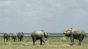 UK parliament passes trophy hunting law 