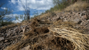 A Hawaï comme dans l'Ouest américain, les incendies carburent aux herbes envahissantes