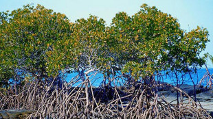 Dall'Italia una task force internazionale per le mangrovie
