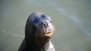 Detectan una alta mortandad de lobos marinos por gripe aviar en Argentina