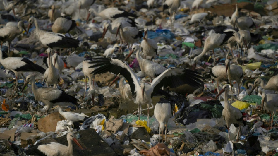 Las cigüeñas, aves migratorias que se sedentarizan en España