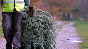 Bundesfinanzhof: Angepflanzte Weihnachtsbäume sind nicht Bestandteil von Grundstück