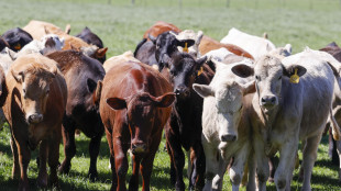 Aviaria, in Usa confermata possibile trasmissione tra mucche