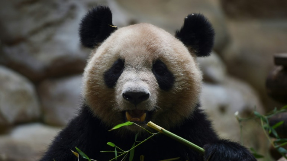 Au revoir Beauval, le premier panda né en France transféré en Chine en juillet