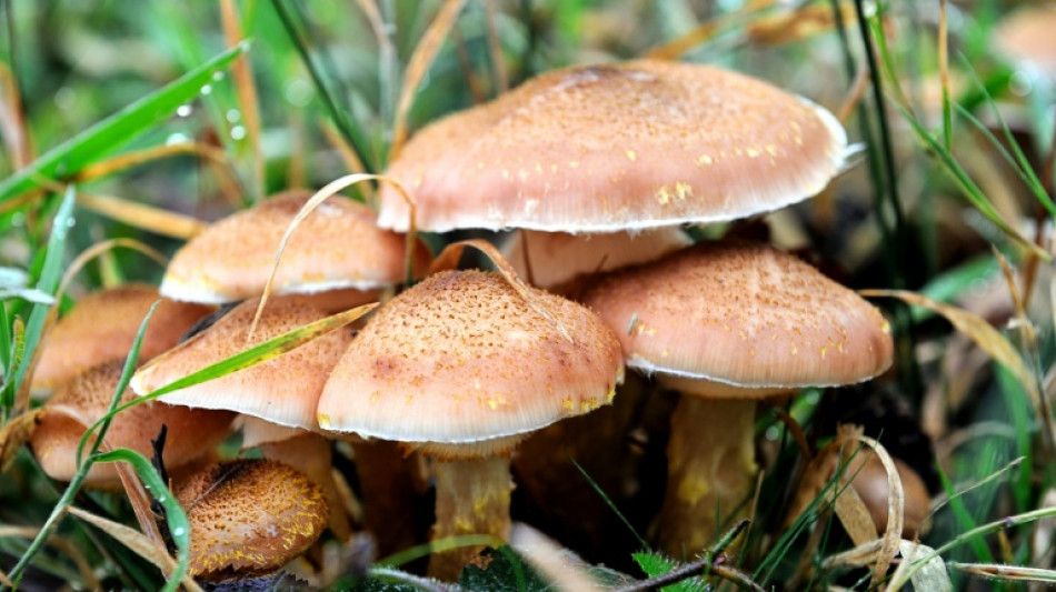 Pilzsammler in Sachsen nach vier Tagen lebend in Wald gefunden