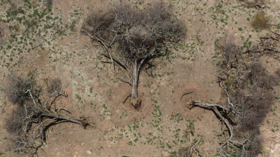 La agricultura y la ganadería devoran los bosques del Gran Chaco