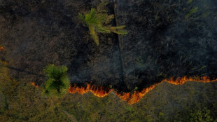 Feux de forêt au Brésil: pire premier semestre pour l'Amazonie en 20 ans (officiel)