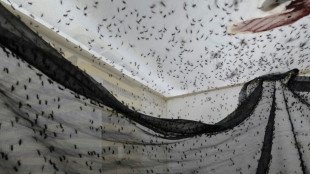 Una "biofábrica" de mosquitos en Colombia lucha contra el dengue y la desinformación