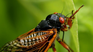 Miles de millones de cigarras emergerán de la tierra en EEUU