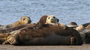 Shetland sanctuary fights to save seals as pollution takes toll