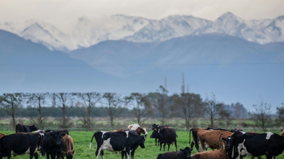 Nueva Zelanda presenta un plan para gravar los gases naturales del ganado