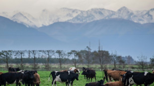 Nueva Zelanda presenta un plan para gravar los gases naturales del ganado