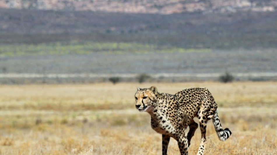 L'Afrique du Sud va envoyer plus de 100 guépards en Inde pour réintroduire l'espèce