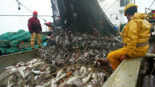 Ausnahme von Fischfang-Verbot: Ostsee-Küstenfischer dürfen weiter Hering fangen