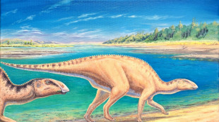 Identifican a "Gonkoken nanoi", dinosaurio con pico de pato que habitó la Patagonia chilena