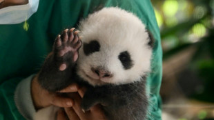 Twin panda cubs to make public debut at Berlin zoo