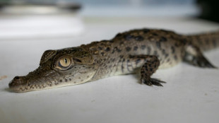 Cuatro cocodrilos americanos en peligro de extinción nacen en zoológico de Perú