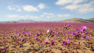 Unusual rainfall brings winter flowers to Chile's Atacama desert