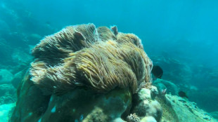 Vietnam: un haut lieu de la plongée sous-marine fermé pour protéger le corail