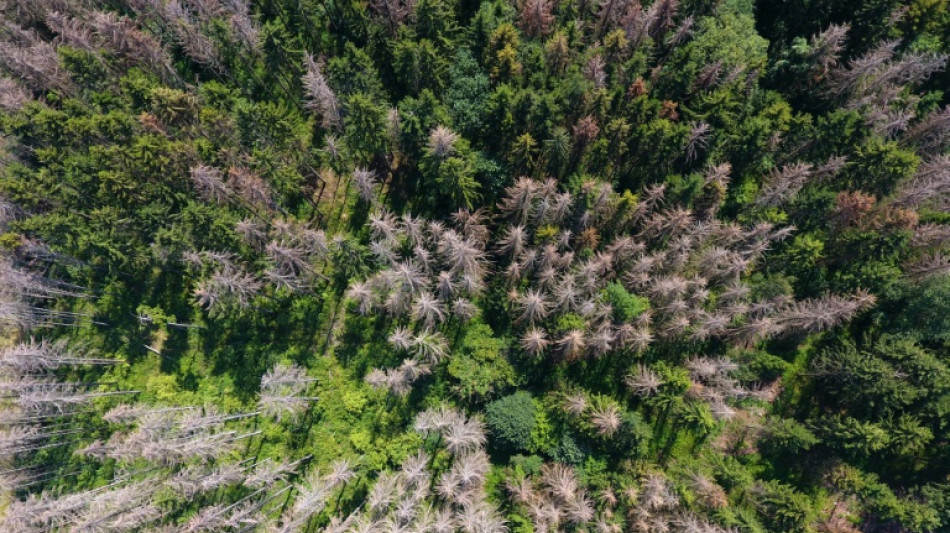 Urteil rechtskräftig: Wandern im Wald erfolgt auf eigene Gefahr