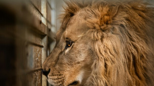 Secourus d'Ukraine, trois lions ont trouvé refuge en Bourgogne