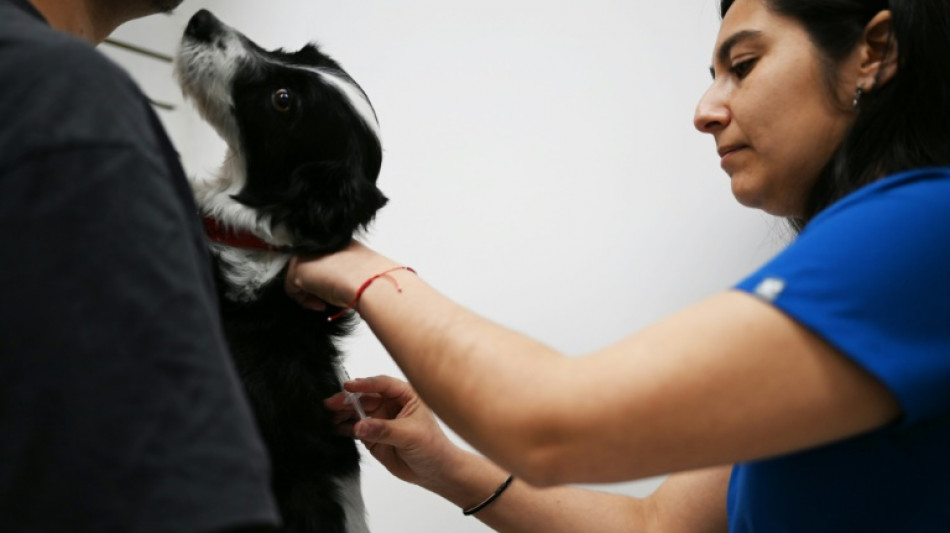 Chile launches vaccine that neuters dogs for a year