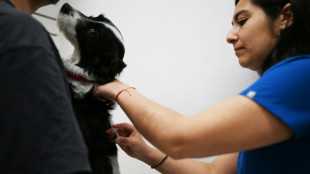 Chile launches vaccine that neuters dogs for a year