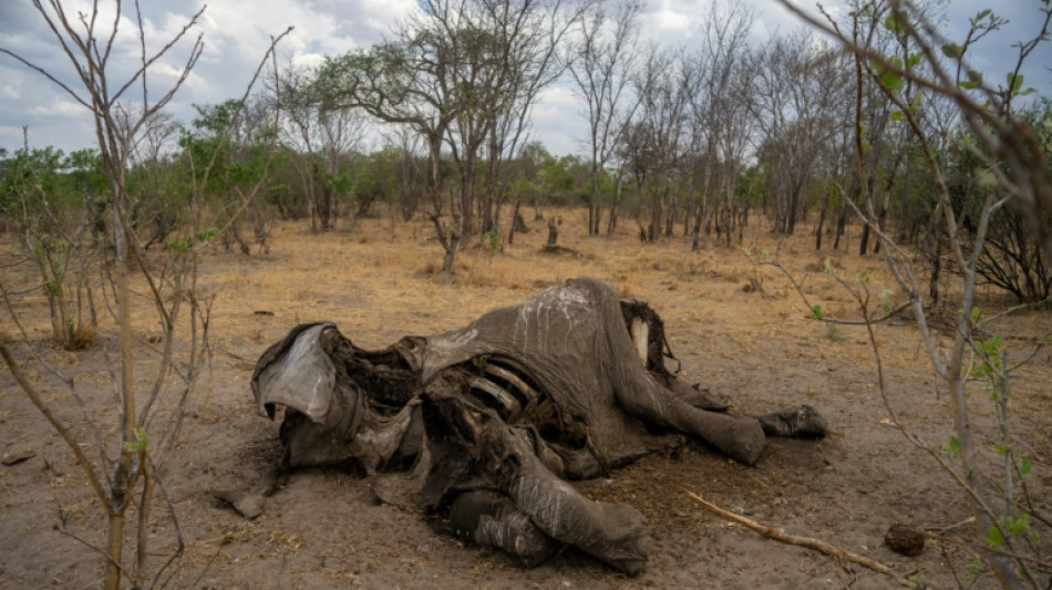 Zimbabwe : au moins 100 éléphants morts par manque d'eau (association)