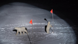 Ricercatore tedesco attaccato da orso polare in Groenlandia