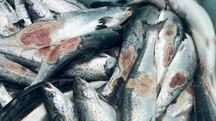 Foodwatch fordert Verkaufsstopp für Lachs aus Norwegen