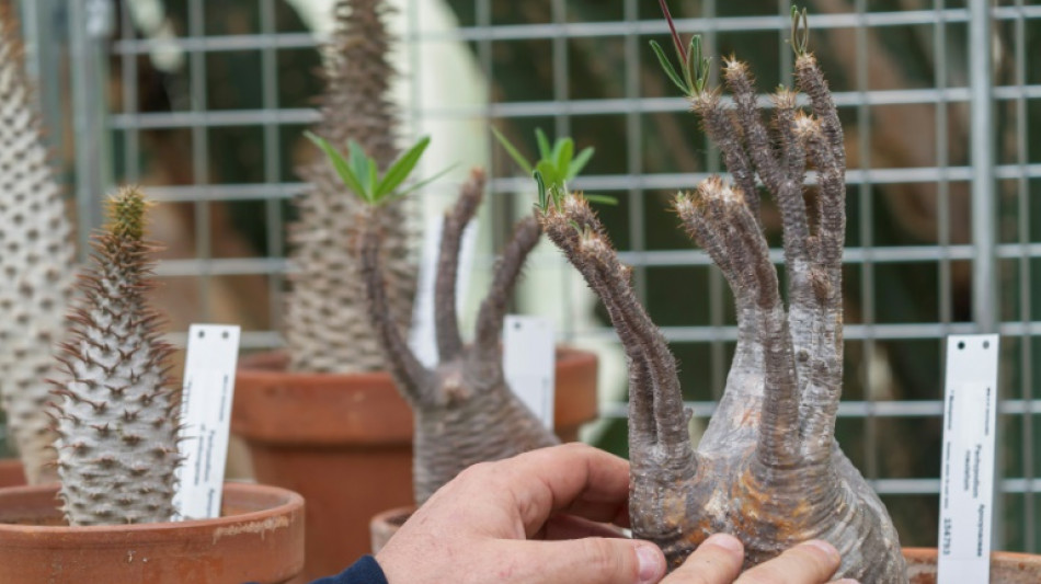 Des plantes rares saisies, désormais abritées dans un jardin botanique