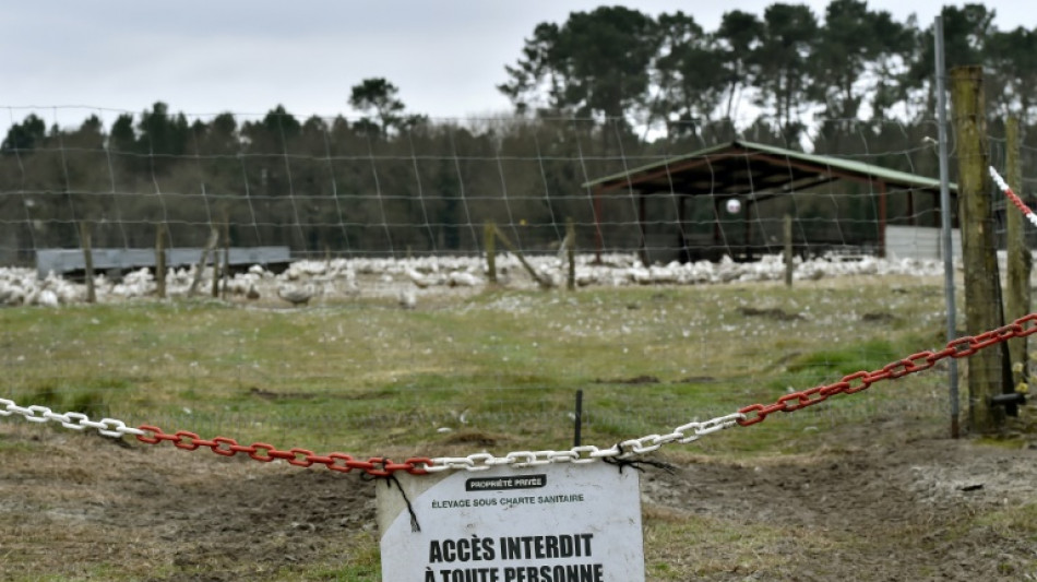 Un foyer de grippe aviaire "hautement pathogène" détecté dans un élevage dans l'Eure 