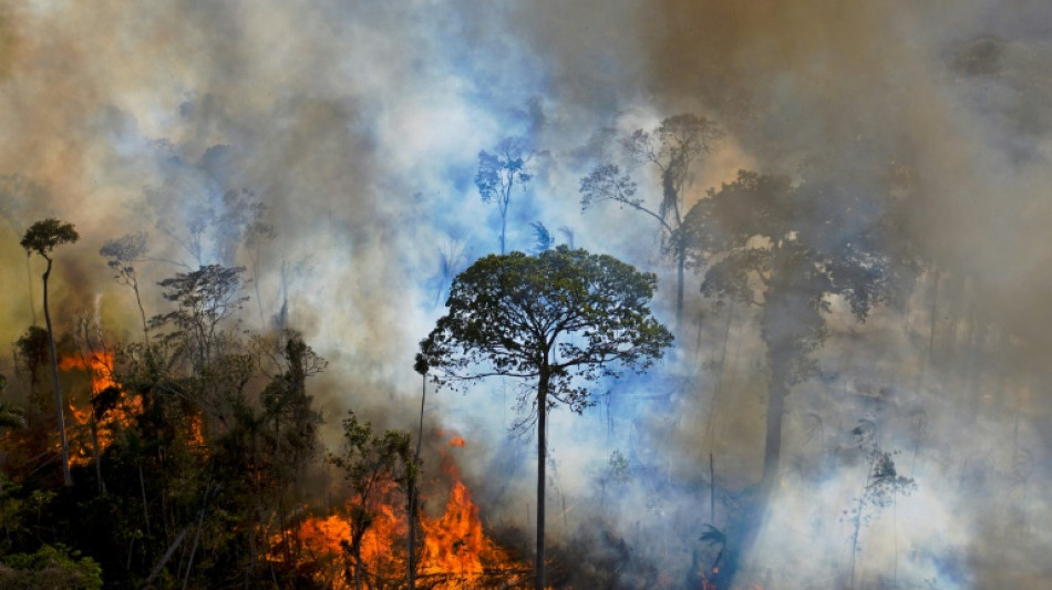 Brazilian Amazon deforestation falls, but up 60% under Bolsonaro