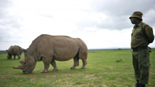 Breitmaulnashörner in kongolesischem Nationalpark wiederangesiedelt