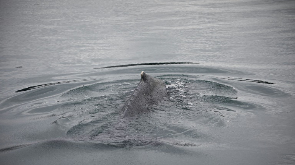 Bretagne: libérée, la baleine coincée dans la Rance fait route vers le large