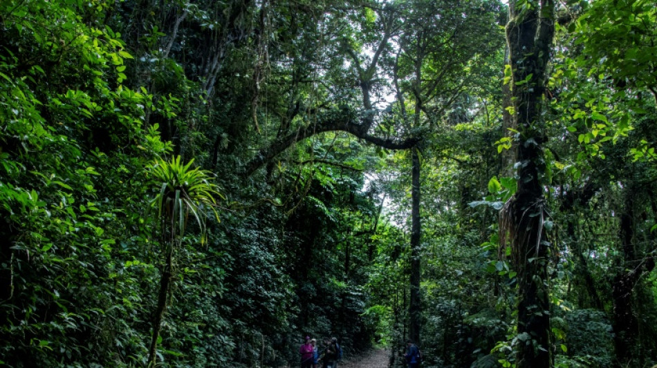 Le changement climatique dissipe "la forêt des nuages" au Costa Rica