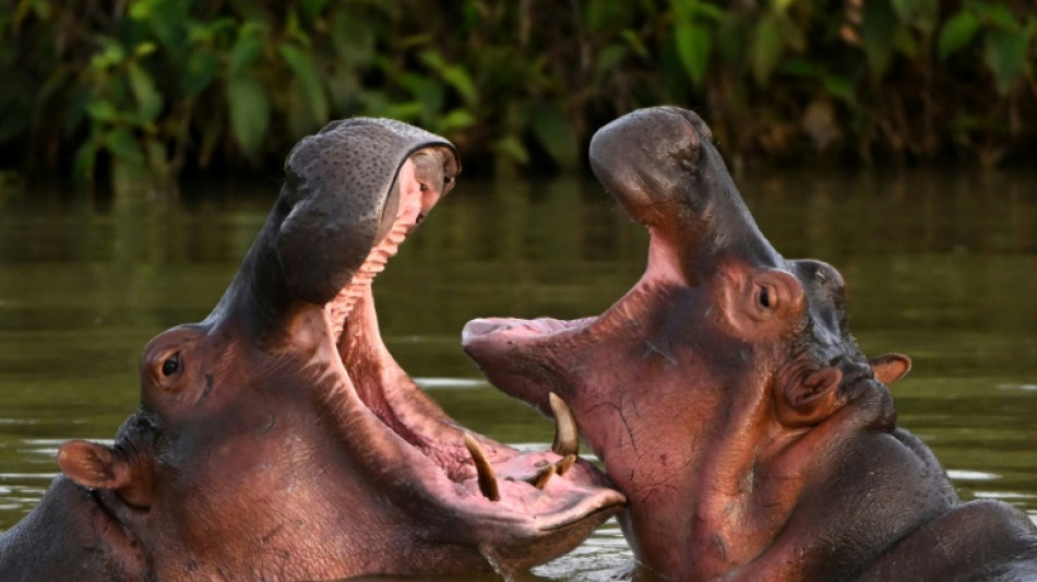 Colombian court orders Escobar's hippos to be hunted