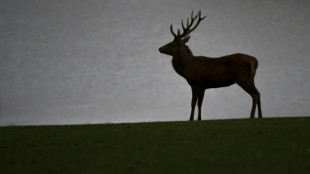 Zeitumstellung am Sonntag: Jagdverband warnt vor Wildunfällen