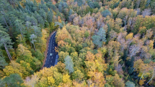 La biodiversité permet à la forêt de mieux résister au changement climatique, selon des chercheurs