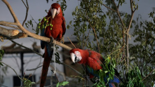 Sequía y fuego laceran vida silvestre en argentinos Esteros del Iberá