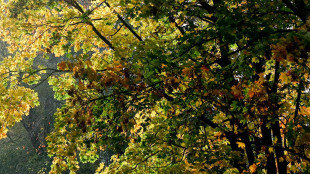 Il foliage dell'Appennino tosco-emiliano incanta i satelliti