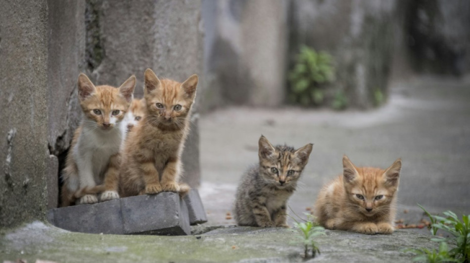 Unbekannte entsorgen in Rheinland-Pfalz Katzenbabys in Mülleimer