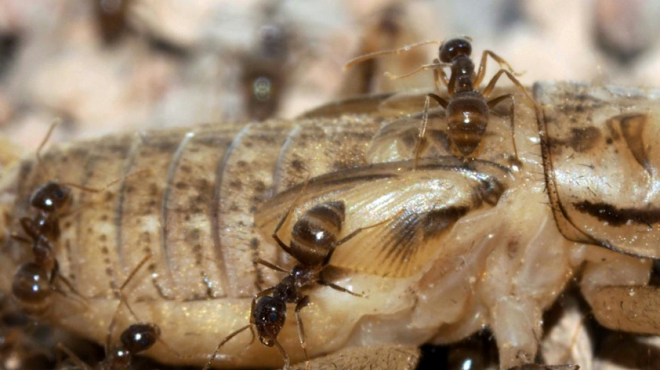 Invasive ants hit Texas hard - now a killer fungus is coming for them