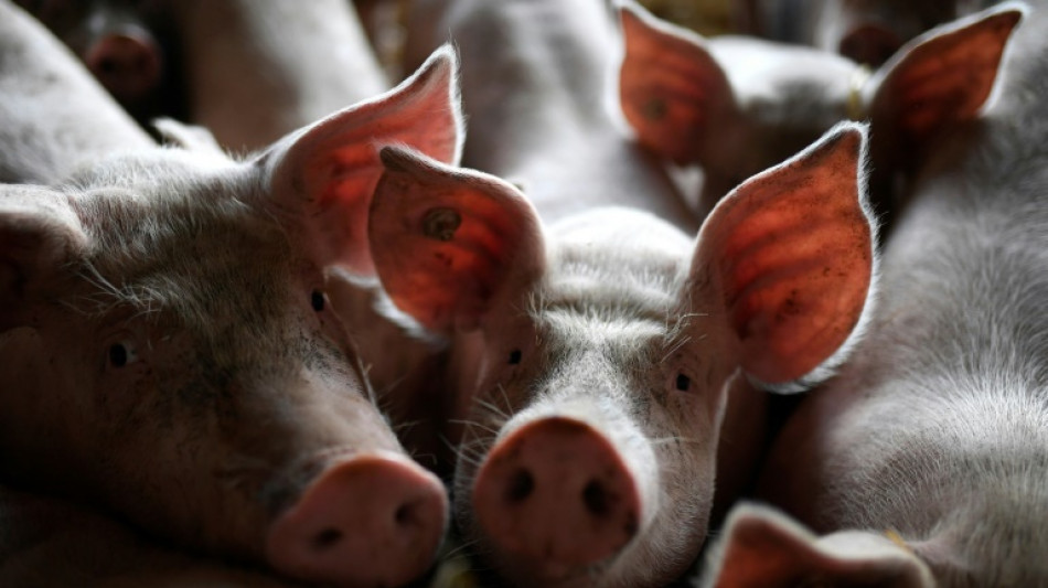 Kabinett beschließt staatliches Tierwohllabel ab 2023 für Schweine