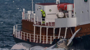 Islandia suspende la caza de ballenas por el bienestar animal