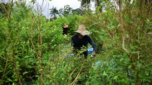 Colombia urges UN to remove coca leaf from harmful substances list