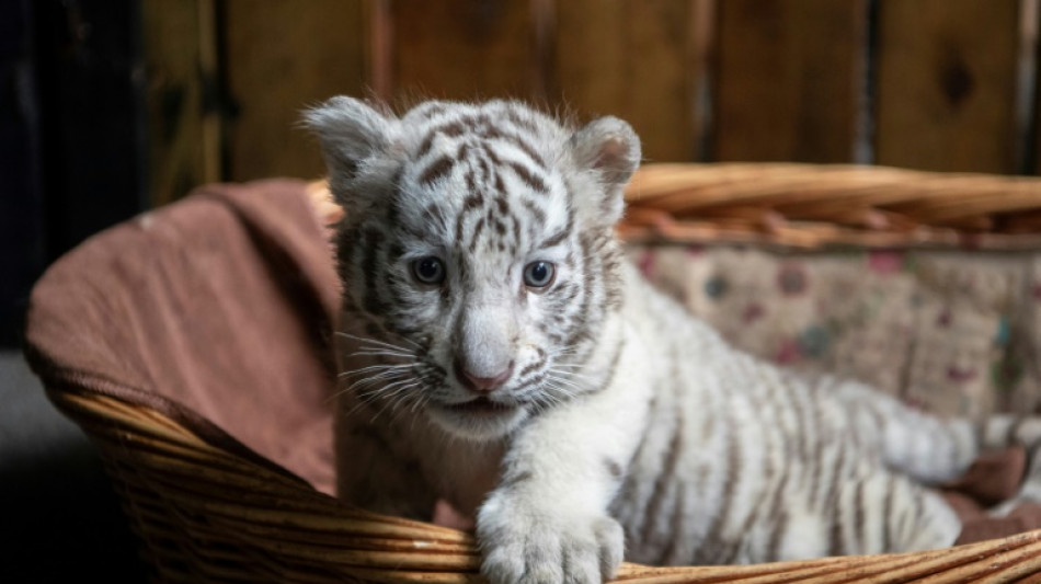 Tigre blanco cachorro encontrado en una calle cerca de Atenas