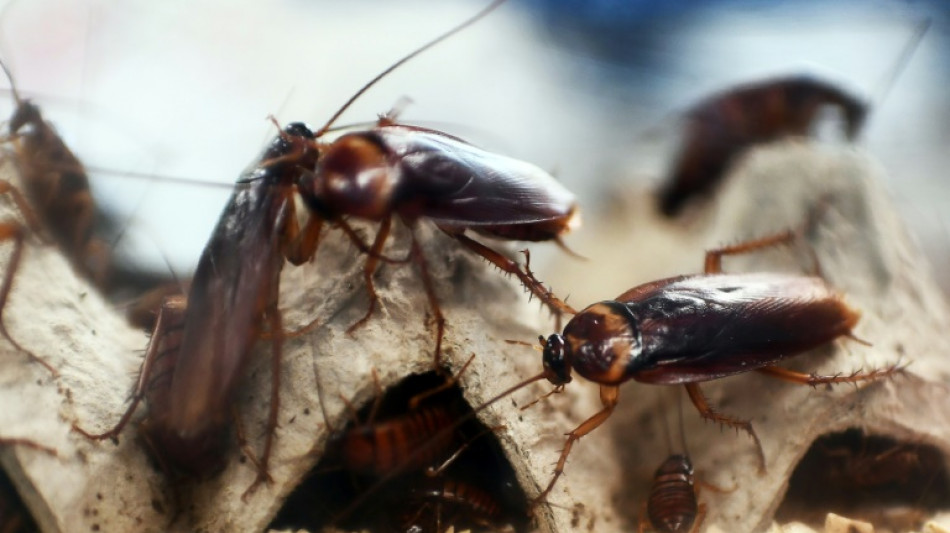 Sugar traps force cockroaches to adapt new sex 'gifts'