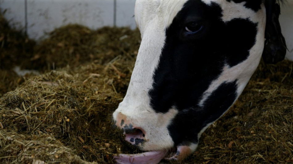 Hafturteil gegen Allgäuer Landwirte in Tierschutzskandal rechtskräftig