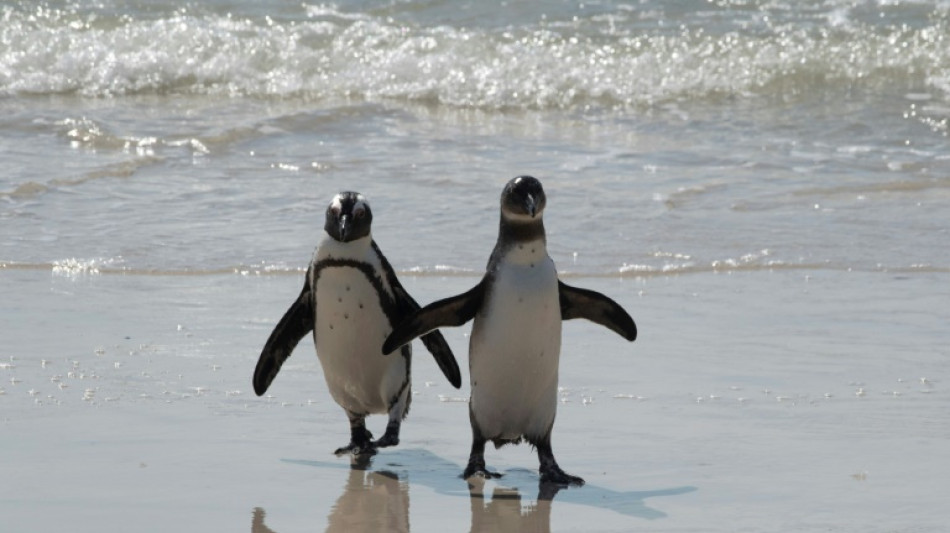 Los pingüinos de Ciudad del Cabo necesitan paz y comida